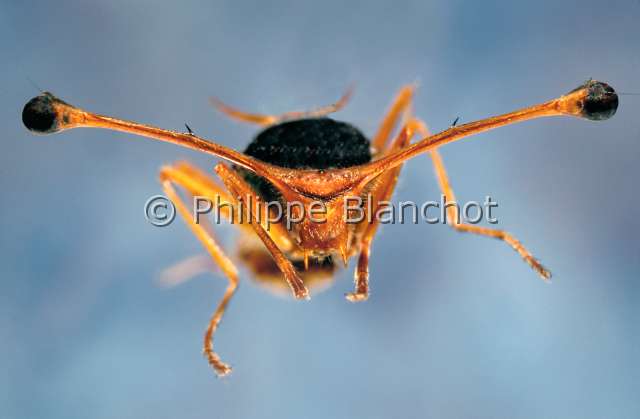 Diopsis thoracica.JPG - in "Portraits d'insectes" ed. SeuilDiopsis thoracicaDiopsideStalkeyed flyDipteradiopsidaeCote d'Ivoire